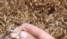 地瓜爆料视频在线观看免费,独家内容免费观看，揭秘幕后真相